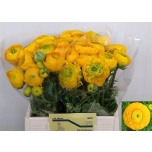 Ranunculus Tulikas El Yellow 40cm