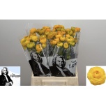 Ranunculus Tulikas Elegance Yellow