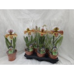 Paphiopedilum Veenusking american hybrid mixed 12cm