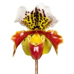 Paphiopedilum Veenusking american hybrid mixed 12cm