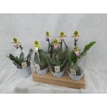 Paphiopedilum Multiflower Gem 11cm