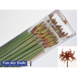 Hippeastrum Ratsuritäht Merengue