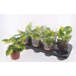 Philodendron Filodendron scandens brasil 12cm