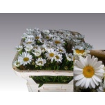 Leucanthemum Härjasilm vulgare 60cm