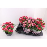 Rosa Potiroos Party mini mix 17cm