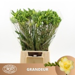 Freesia Grandeur
