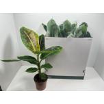 Musa Banaanipuu dwarf cavendish 17cm