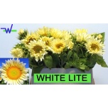 Helianthus Päevalill Ov 70-75cm