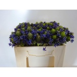 Scilla peruviana 30cm