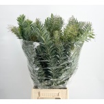 Acacia Mimoos D´argento 70cm (pk)