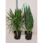 Yucca elephantipes puck 30cm