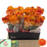 Ranunculus Tulikas Elegance Orange