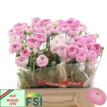 Ranunculus Tulikas Elegance Pink
