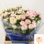 Ranunculus Tulikas Elegance Pink