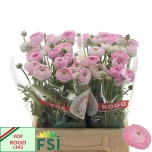Ranunculus Tulikas Elegance Pink