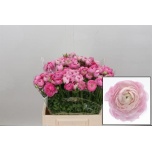 Ranunculus Tulikas El Pink 40cm
