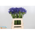 Agapanthus Eyfori Blue 60cm
