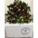 Paeonia Pojeng Big Ben 55cm