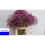 Allium Lauk cristophii 60cm