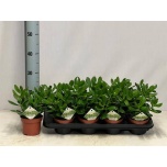 Crassula Turdleht ovata 12cm