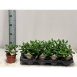Crassula Turdleht ovata 12cm