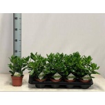 Crassula Turdleht ovata 12cm