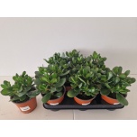Crassula Turdleht ovata 13cm