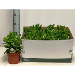 Crassula Turdleht ovata 17cm