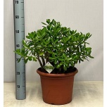 Crassula Turdleht ovata 30cm