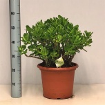 Crassula Ovata 30cm