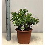 Crassula Turdleht ovata 30cm