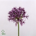 Allium Lauk Violet Beauty 70cm