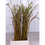 Salix Paju bandwilg 110cm (tk)