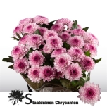 Chrysanthemum Krüsanteem SP Lollipop*5