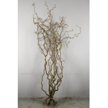Corylus Sarapuu contorta 160cm