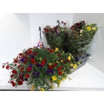 Calibrachoa mini mix 23cm