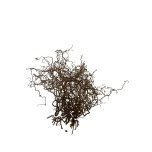 Dried Corylus contorta Sarapuu 10tk 60cm