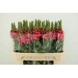 Antirrhinum Lõvilõug Cool Rose 75cm