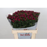 Dianthus Nelk BR Amazone Neon Cherry 55cm