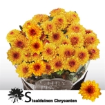 Chrysanthemum Krüsanteem SP Lollipop Yellow*5