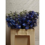 Delphinium Kukekannus Aurora Blue 60cm
