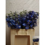 Delphinium Kukekannus Aurora Blue 60cm