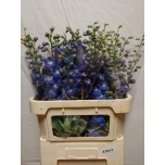 Delphinium Kukekannus Aurora Blue 80cm