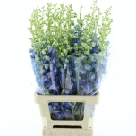Delphinium Kukekannus Aurora Blue 80cm