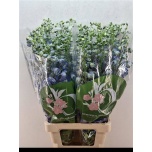 Delphinium Kukekannus Aurora Blue 80cm