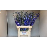 Delphinium Kukekannus Aurora Blue 80cm