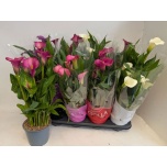 Zantedeschia Kalla mix 14cm