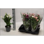 Zantedeschia Kalla mix 17cm