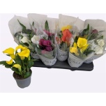 Zantedeschia Kalla mix 10,5cm
