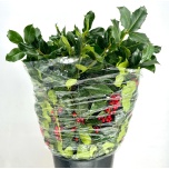 Ilex (hulst) red berry per bunch 60cm